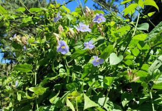 blaue blüten