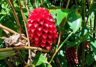 rote blume