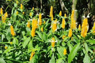 gelbe blüten