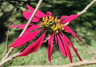 rote blüte