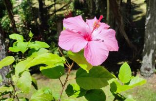 hibiskus