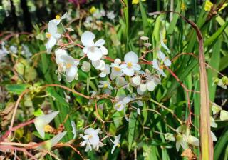 weisse blüte