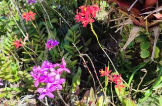 bunte blüten