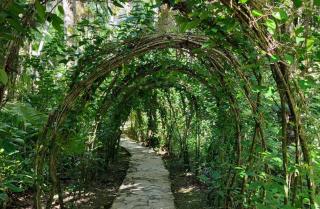 tunnel aus hibiskus